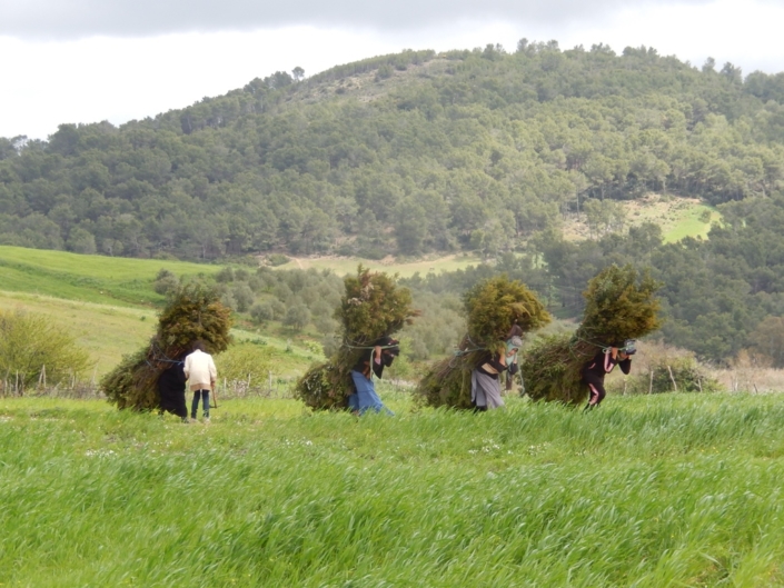 Finding firewood in deforested agricultural areas. (Tunisia)