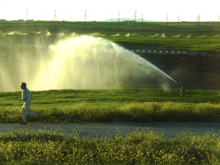 Rare sight of irrigated wheat. Vast majority of wheat production is rainfed in the Mediterranen Area. (Algeria)