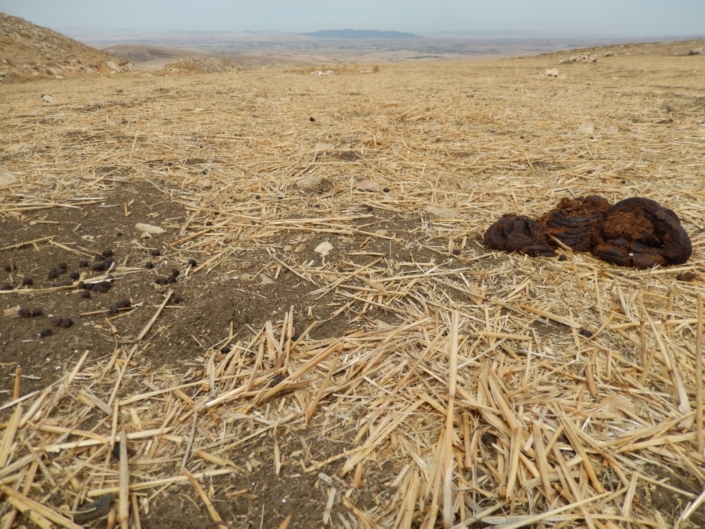 Nutrient cycling in grazed CA fields is important for crop productivity. (Tunisia)