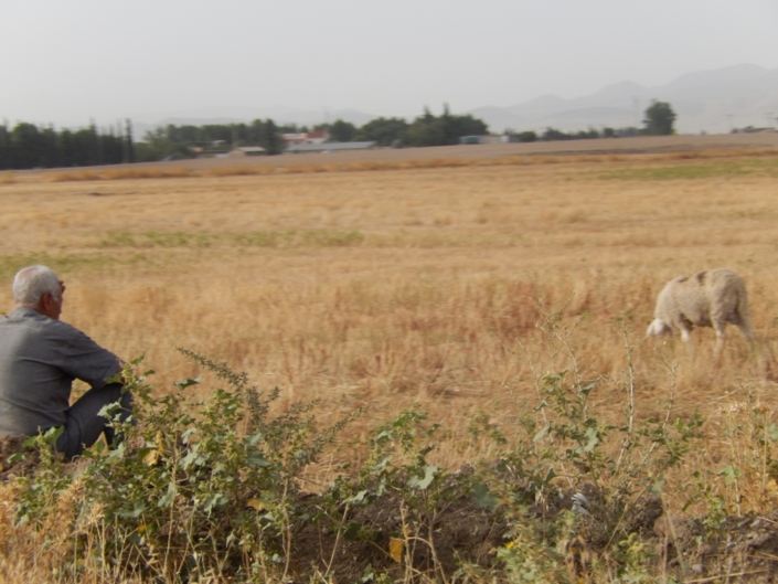 Shepperds have to keep their animals on the edges of the fields. (Algeria)