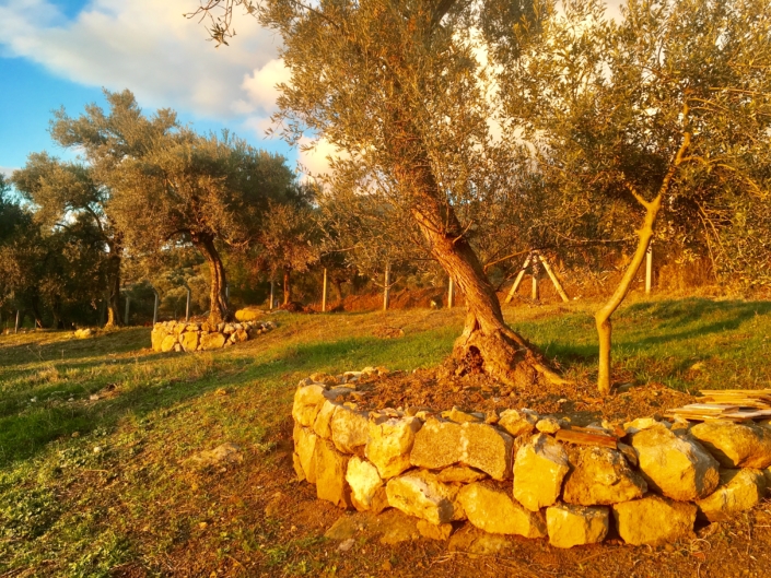 Olive orchard with CA management - no-tillage (Turkey)